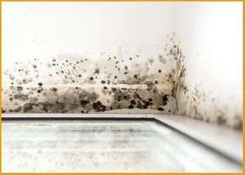 Hallandale Beach Restoration Company Hallandale Beach, FL 954-379-2883 - mold